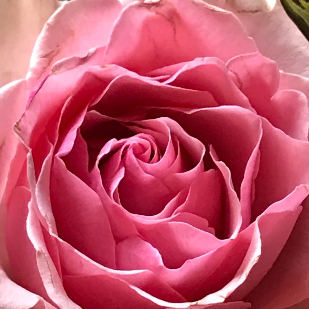 Meet your Posher, Julie